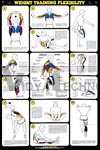 Weight Training Flexibility Laminated Anatomical Chart